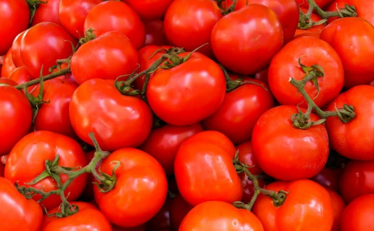 番茄西红柿.png